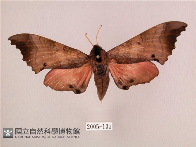 桃紅六點天蛾藏品圖，第1張