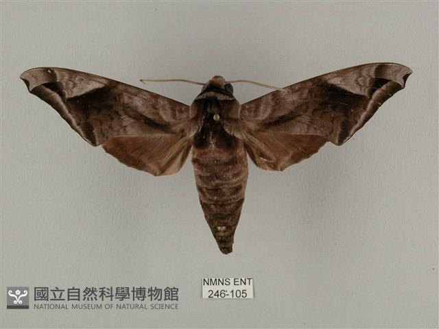 全緣缺角天蛾藏品圖，第1張