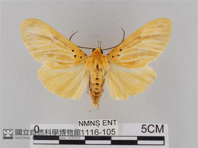 橙擬燈蛾藏品圖，第1張