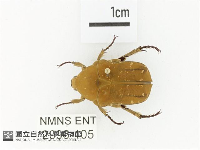 銅點花金龜藏品圖，第1張