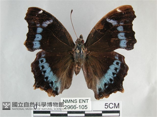 琉璃蛺蝶藏品圖，第1張