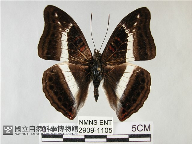 紫俳線蛺蝶藏品圖，第1張