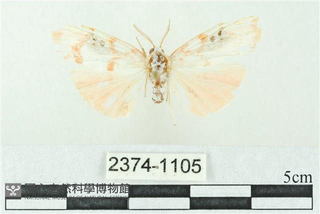 臺雪苔蛾藏品圖，第1張