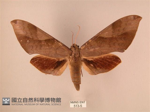 波紋豆天蛾藏品圖，第1張