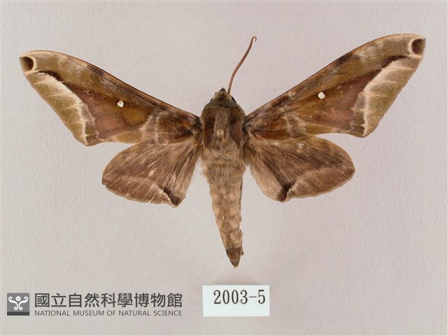 白點天蛾 藏品圖，第1張