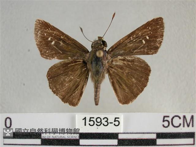 尖翅褐弄蝶藏品圖，第1張