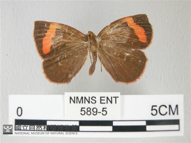 帶錨紋蛾藏品圖，第1張