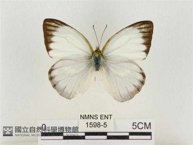 淡褐脈粉蝶藏品圖，第1張