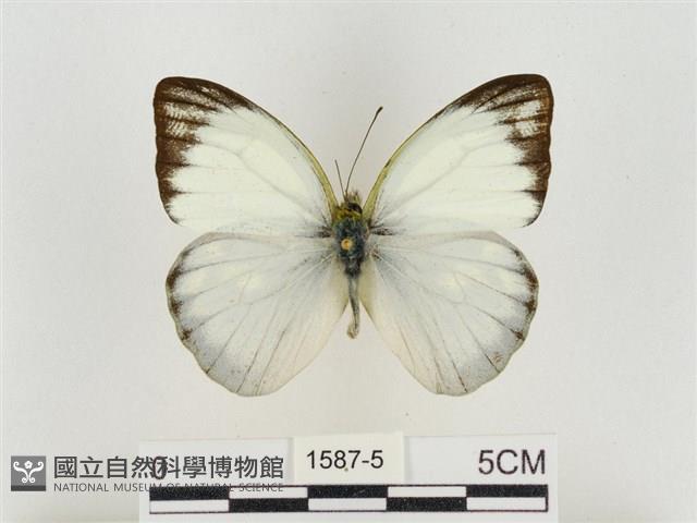 淡褐脈粉蝶藏品圖，第1張