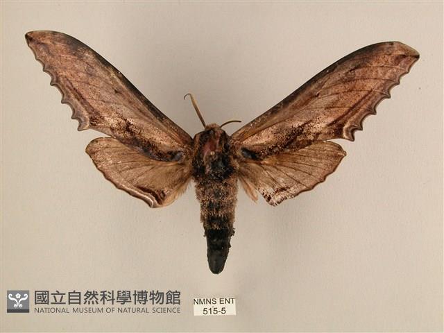 臺灣鋸翅天蛾藏品圖，第1張