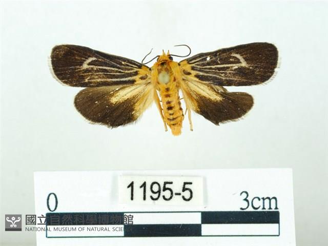 黃肩奇蛾藏品圖，第1張