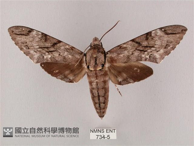 細斜紋霜天蛾藏品圖，第1張