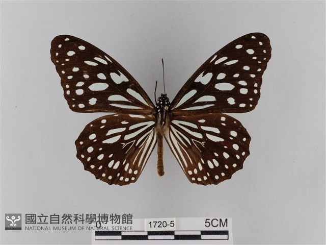 淡紋青斑蝶藏品圖，第1張