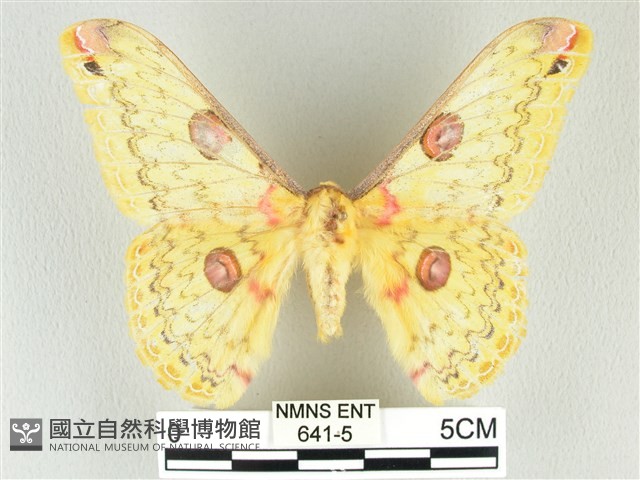 黃豹天蠶蛾藏品圖，第1張