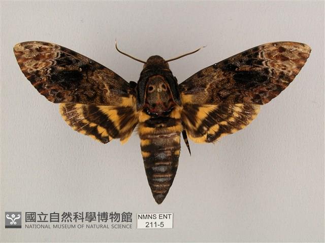 鬼臉天蛾藏品圖，第1張