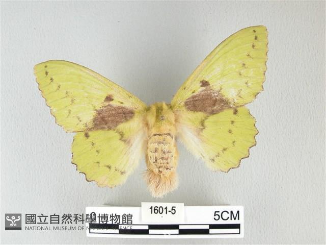 青枯葉蛾藏品圖，第1張