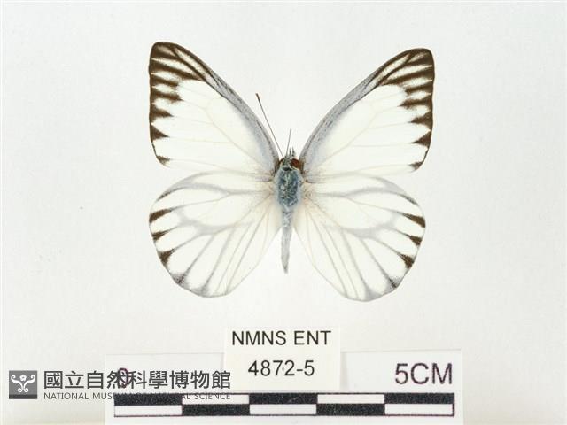 鑲邊尖粉蝶藏品圖，第1張