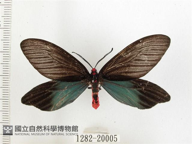 重陽木螢斑蛾藏品圖，第1張