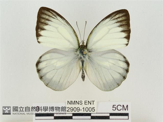 淡褐脈粉蝶藏品圖，第1張