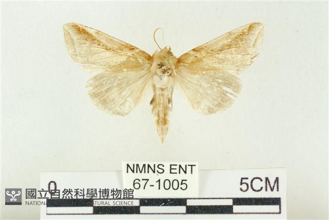 印華波紋蛾藏品圖，第1張