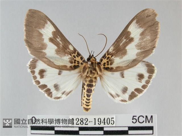 扭擬燈蛾藏品圖，第1張