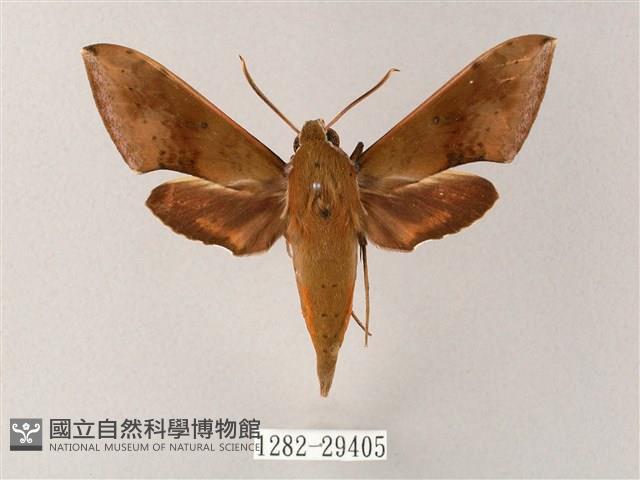 臺灣白肩天蛾藏品圖，第1張