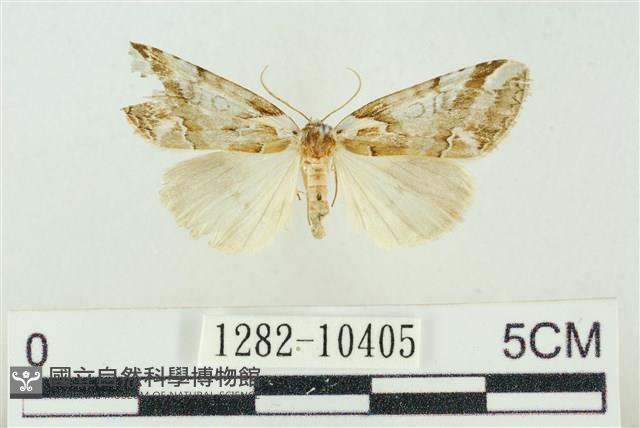 臺美波紋蛾藏品圖，第1張