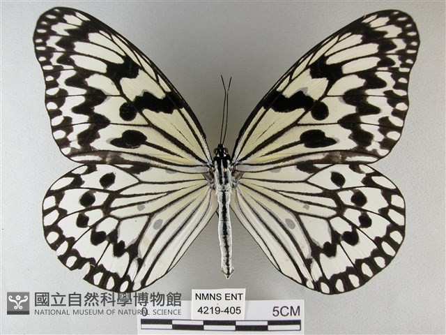 大白斑蝶藏品圖，第1張