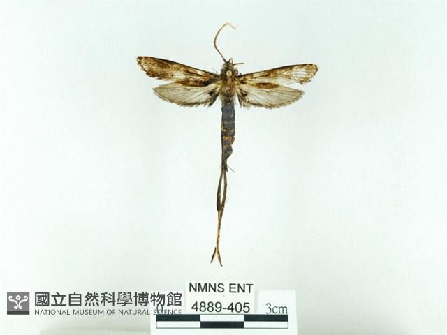 長腳大織蛾藏品圖，第1張