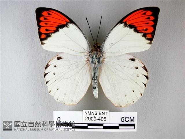 橙端粉蝶、端紅蝶藏品圖，第1張