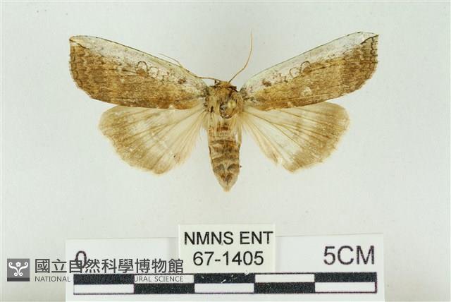 臺洒波紋蛾藏品圖，第1張