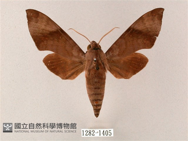 臺灣缺角天蛾藏品圖，第1張
