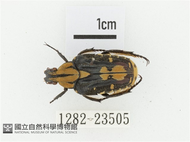 黃斑陷紋金龜藏品圖，第1張