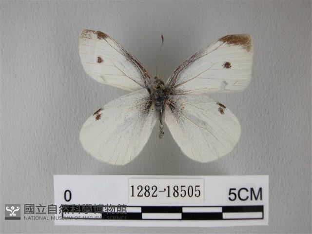 白粉蝶、紋白蝶藏品圖，第1張