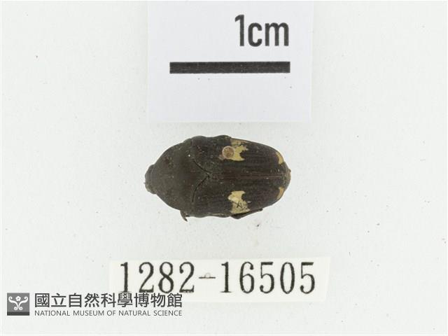 灰斑擬黑花金龜藏品圖，第1張