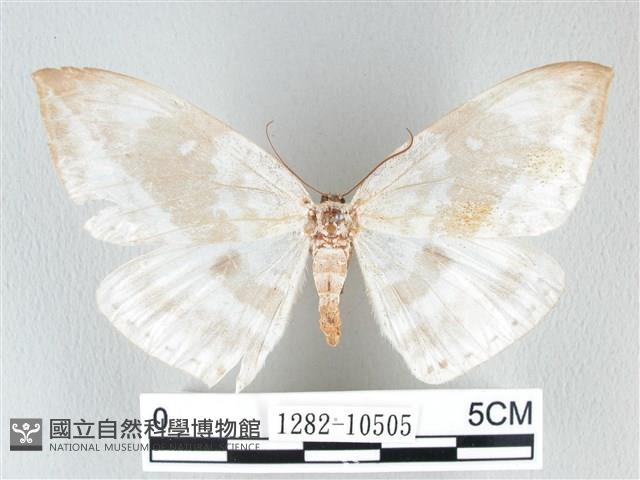 圓翅大鉤蛾藏品圖，第1張