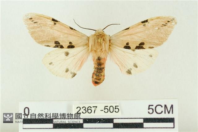 棍棒污燈蛾藏品圖，第1張