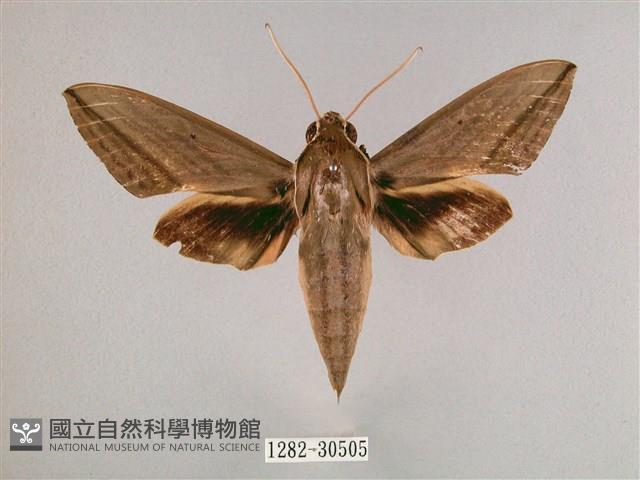 背帶斜紋天蛾藏品圖，第1張