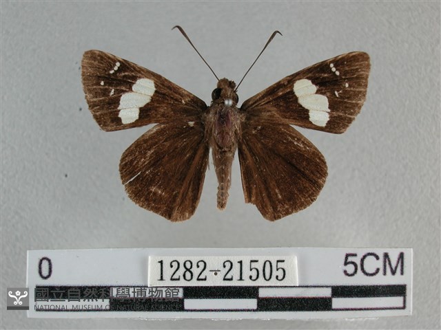 曲紋袖弄蝶藏品圖，第1張