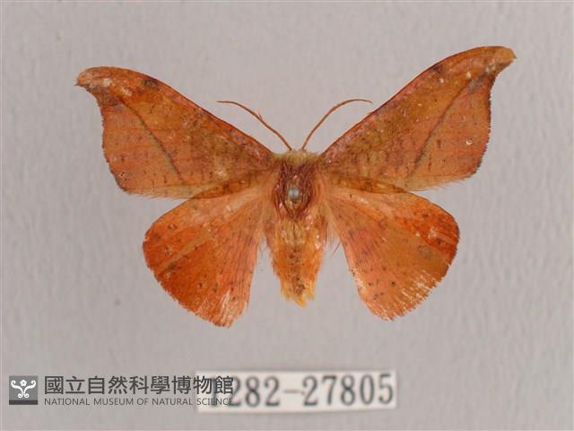 銀端帶鉤蛾藏品圖，第1張