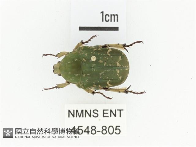 銅點花金龜藏品圖，第1張