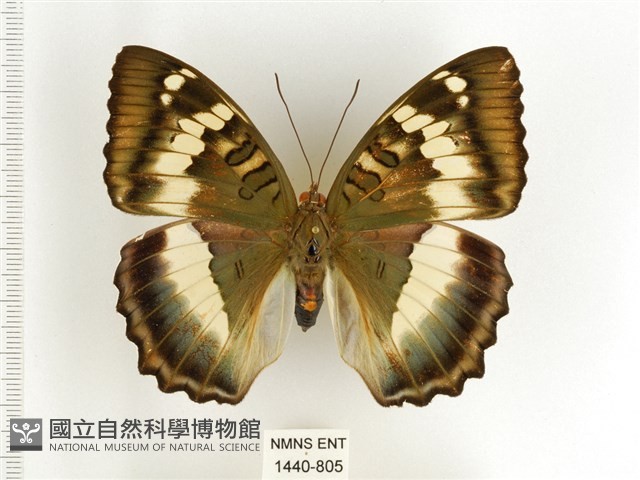 臺灣翠蛺蝶藏品圖，第1張