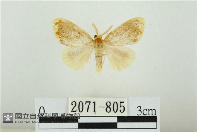 黑翅黃毒蛾藏品圖，第1張