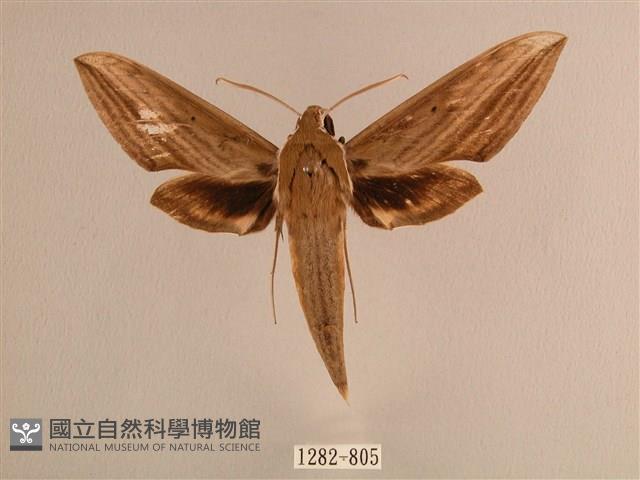 背線天蛾藏品圖，第1張