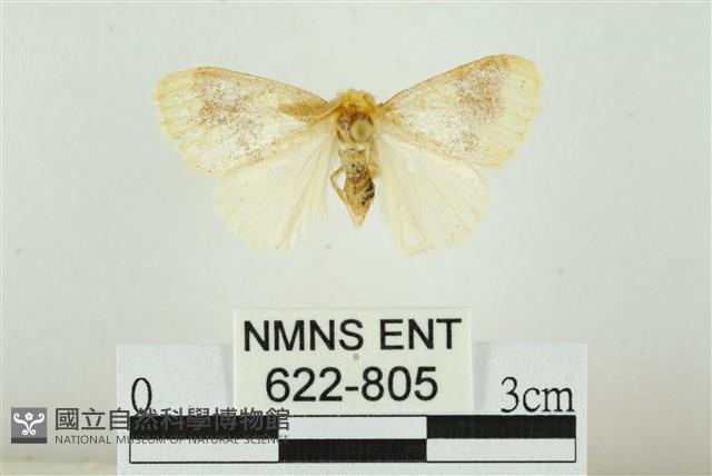 寬紋黃毒蛾藏品圖，第1張