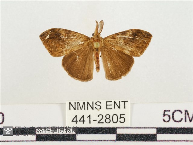 小白紋毒蛾藏品圖，第1張