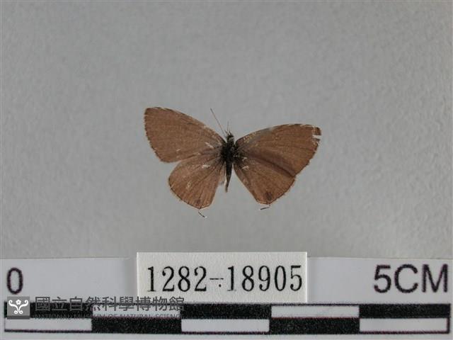 波灰蝶藏品圖，第1張