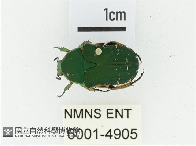 艷邊花金龜藏品圖，第1張