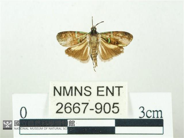 叉紋閃舞蛾藏品圖，第1張