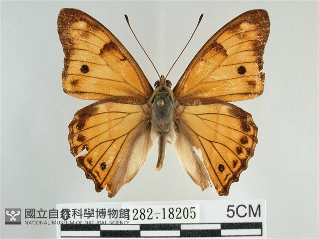 金鎧蛺蝶藏品圖，第1張